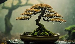 Image result for Bonsai Root Rot