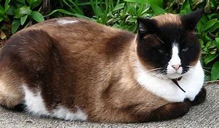 Image result for Calico Siamese Cat