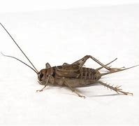 Image result for Commercial Insect Farming