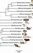 Image result for Rodent Family Tree