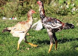 Image result for Malay Chicken Bird