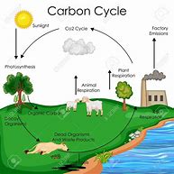 Image result for Carbon Cycle Diagram