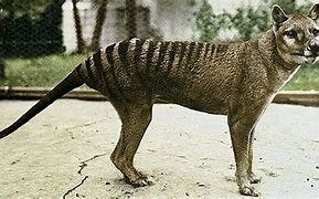 Image result for Thylacine Tiger