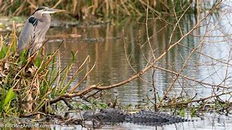 Image result for Cattail Marsh Beaumont TX