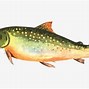 Image result for Brook Trout Art