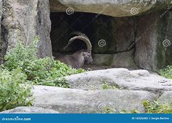 Image result for Cave Goat