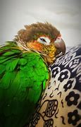 Image result for Conure Bird Pic