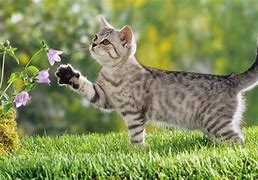 Image result for Spring Cats Banner