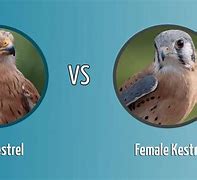 Image result for Female Kestrel Images