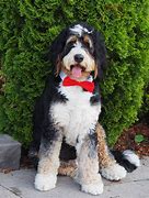 Image result for Large Bernedoodle