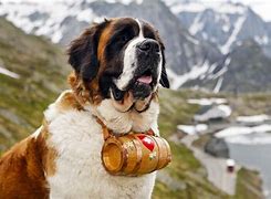 Image result for Giant St. Bernard Dogs