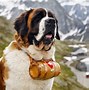 Image result for Giant St. Bernard Dogs