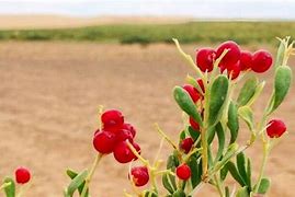 Image result for Gobi Desert Tree Line