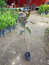 Image result for Pokok Jambu Batu