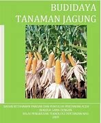 Image result for Ciri-Ciri Pokok Jagung