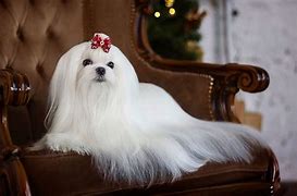 Image result for Long Haired Maltese Dog