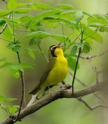 Image result for Birds That Start with K