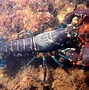 Image result for East Ocean Lobster Menu