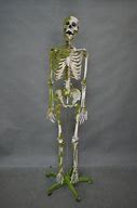 Image result for Moss-Covered Skeleton