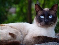 Image result for Siamese Cats Animal