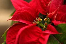 Image result for Pascuas Navidad