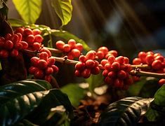 Image result for Field Planting of Coffee