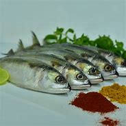 Image result for Indian Mackerel