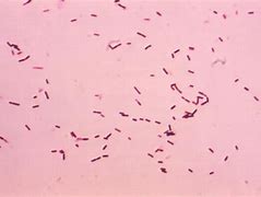 Image result for CTP Biology