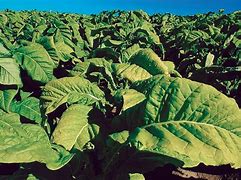 Image result for Big Tobacco