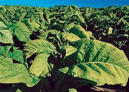 Image result for Tobacco Images