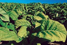 Image result for Tabac Plant