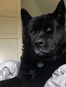 Image result for Black Akita Puppies