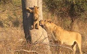 Image result for Mother and Father Lion Protecting Cub