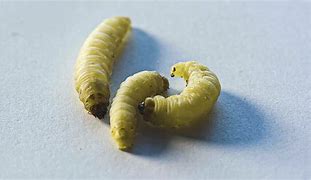 Image result for Baby Blue Plastic Worms