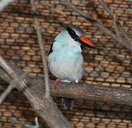 Image result for Blue Kingfisher In Borneo Rainforest