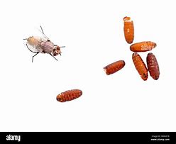 Image result for House Fly Pupa