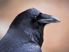 Image result for Ative American Raven