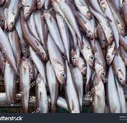 Image result for White Blue Fin Fish