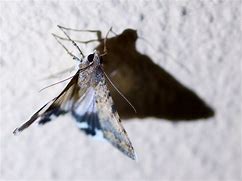 Image result for Tarantula Moth