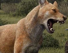 Image result for Dire Wolf Extinct