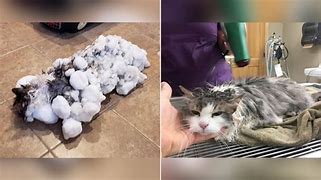 Image result for Frozen Cat