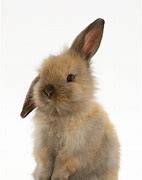 Image result for Baby Brown Rabbit