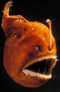 Image result for Fanfin Angler Fish