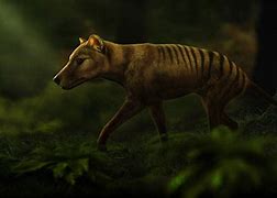 Image result for Thylacine Habitat