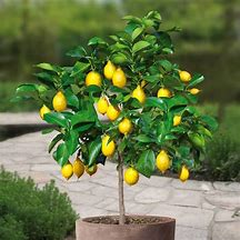 Image result for Bush Lemon Tree