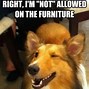 Image result for Strange Dog Memes Clean