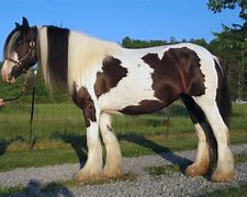 Image result for Most Beautiful Gypsy Horse