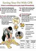 Image result for How to Perform CPR Images