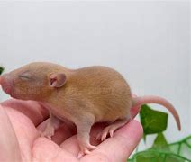 Image result for Silvermane Rat