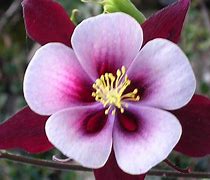 Image result for Rare Exotic Flowers Pink